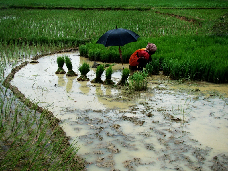 471 - PARASOL - MAJUMDAR KALLOL - india.jpg